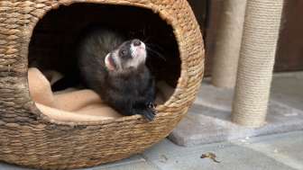 Frettchen im Kleintierpark Reusspark