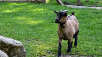 tierpark-bad-zurzach-ziege-im-gehege