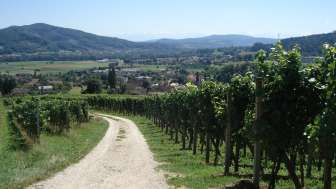 Rebberge Schinznach-Dorf