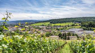 Wehrli Weinbau Weinreben