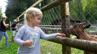 tierpark_bad-zurzach_ziegen-fuettern3