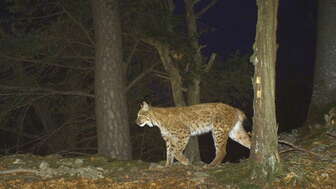 Bild Luchs 4 3