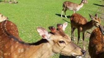 Hirsche im Tierpark