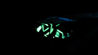 © Bähram Alagheband Schwebefliege UV Licht