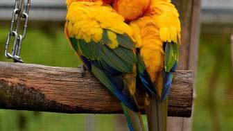 PapageienWelt Vogelpark Ambigua