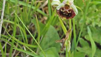 orchideenwiese-aemmeribuck-hummelragwurz