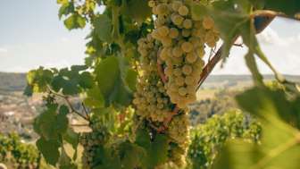 weingut-alter-berg-trauben