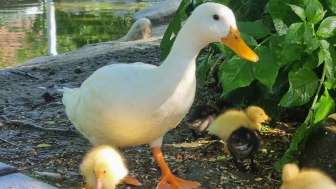 Enten im Kleintierpark Reusspark
