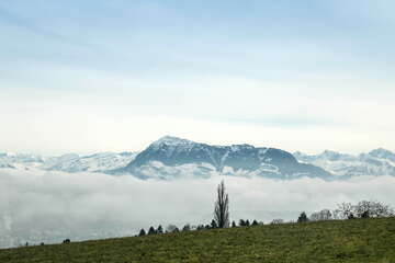 Aussicht vom Horben im Aargau auf eine grüne Wiese, ein dichtes Nebelmeer und die schneebedeckten Schweizer Alpen.