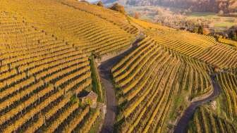 Weingut Goldwand Reben