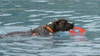 Hund mit Frisbee