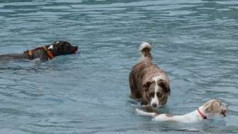 Hunde schwimmen