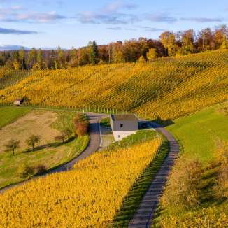 Goldgelbe Rebberge bei Tegerfelden im Kanton Aargau in herbstlicher Stimmung. Die sanften Hügel und Weinreben spiegeln die traditionelle Weinbaukultur der Region wider.