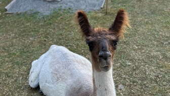 Lama "Maxli"