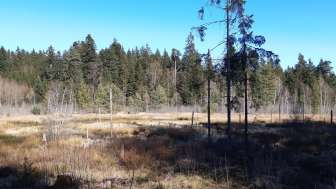 Torfmoos von Westen