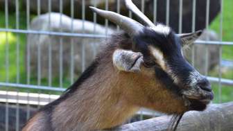Tierpark Bad Zurzach_Ziege im Gehege
