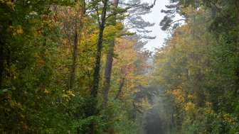 achenberg-waldweg-im-herbst