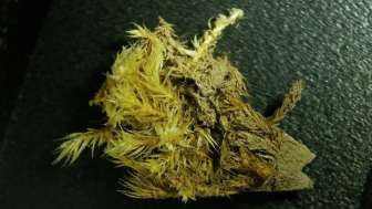 Holz vermodert