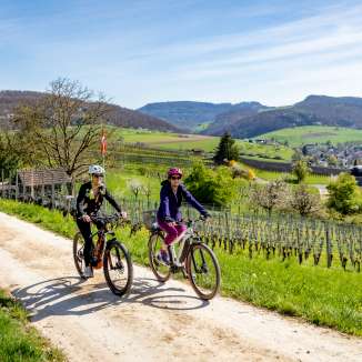Zwei Frauen mit dem E-Bike unterwegs auf der Reben-Route Baselland Veloland 115.
Die neu signalisierte SchweizMobil Veloland-Route 115, die Baselbieter Reben-Route, führt zu idyllischen Rebbergen und besticht durch wunderbare Aussichten über die Juralandschaft und Schwarzwald. Entlang des Weges informieren Tafeln über den Weinbau. Unterwegs lassen sich die regionalen Produkte in charmanten Hofläden und Restaurants entdecken.

Die Rundtour beginnt im Baselbieter Dorf Lausen. Ab Wintersingen säumen die ersten Rebberge die Strecke, die besonders im Herbst in sattem Gelb und Rot erstrahlen. Die Route schlängelt sich auf ruhigen Wegen entlang den Rebbaugebieten von Wintersingen, Buus und Maisprach. Unterwegs laden Weinkeller und Hofläden zur Verkostung regionaler Produkte ein. Die Informations-Tafeln an der Route liefern wertvolle Informationen rund um die verschiedenen Rebsorten und den Anbau von Reben.

Weiter führt der Weg über Magden nach Rheinfelden. Ein Abstecher in die Altstadt von Rheinfelden lohnt sich immer. Zurück auf der Route folgt ein leichter Anstieg Richtung Olsberg. Im westlichen Teil des Dorfes liegt das Stift Olsberg, ein ehemaliges Zisterzienserinnenkloster, in welchem sich heute eine moderne Institution für soziale und landwirtschaftliche Zwecke befindet. Die Hochebene zwischen Arisdorf und Olsberg besticht durch wunderbare Aussichten. Die markanten Roche-Türme der Stadt Basel scheinen zum Greifen nah.

Nach der abwechslungsreichen Fahrt durch Rebberge und idyllische Dörfer lohnt sich ein Abstecher ins charmante Städtchen Liestal (Zufahrt über Veloland-Route 3). Bei einer Erfrischung in einem der Cafés lässt sich das bunte Treiben beobachten und die Tour entspannt ausklingen.