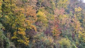 achenberg-wald-im-herbst