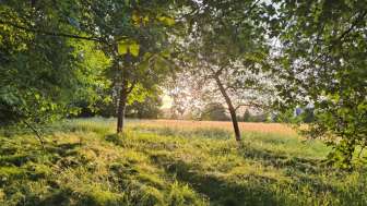 Wald beim Gönhard Quartier