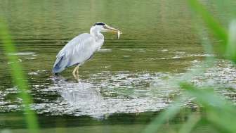 aue-chly-rhy-fischreiher-mit-gewaechs