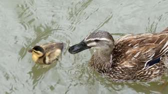 tierpark-bad-zurzach-ente-mit-jungem