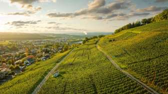 weingut-zum-sternen-reblandschaft