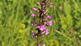 orchideenwiese-aemmeribuck-stattliches-knabenkraut