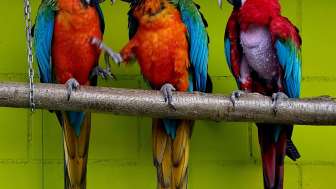 PapageienWelt Vogelpark Ambigua