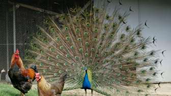 Tierpark Bad Zurzach_Pfau_Huehner