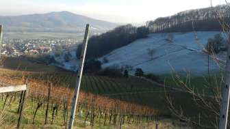 Rebberg Oberflachs