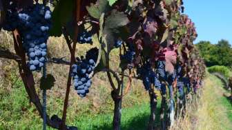 weinhof-nyffenegger-reblandschaft-im-herbst-trauben-rot
