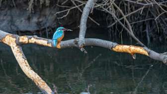 Eisvogel am Rhein