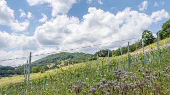 Wehrli Weinbau Weinreben