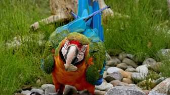 PapageienWelt Vogelpark Ambigua