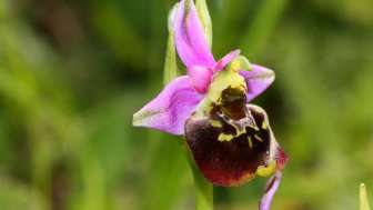 Orchideenlehrpfad