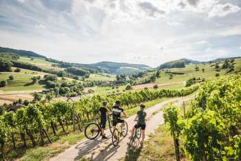 Schweiz. ganz natuerlich.                                     Bikergruppe in den Rebbergen von Oberflachs, wo z.T. noch roemischer Wein hergestellt wird.