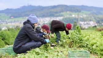 Gemeinsames Ernten © Raphaela Graf