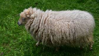 tierpark-bad-zurzach-schaf