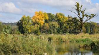 aue chly rhy- fluss mit gräsern im herbst