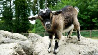 tierpark-bad-zurzach-zicklein