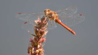 heidelibelle-klingauserstausee-birdlife-naturzentrum