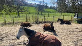 sandy-und-jessy’s-ponyparadies-pony-am-boden