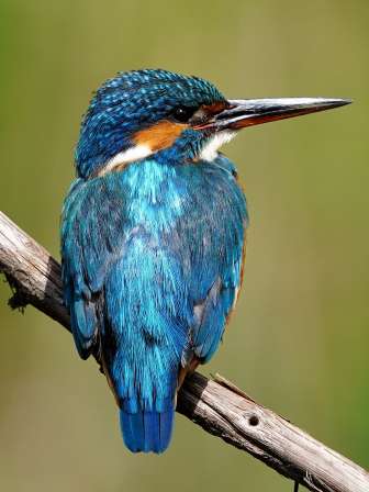 Im BirdLife-Naturzentrum Klingnauer Stausee erwarten Sie eine interaktive Ausstellung und ein Erlebnispfad mit Beobachtungshütte. Hier begegnen Sie Libellen, Fröschen und Schmetterlingen und mit etwas Glück auch dem Eisvogel. Ein kleines Café, Veranstaltungen für Familien und Erwachsene sowie Führungen für Gruppen runden das Angebot ab. Ein Besuch ist das ganze Jahr über möglich.