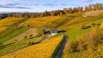 Goldgelbe Rebberge bei Tegerfelden im Kanton Aargau in herbstlicher Stimmung. Die sanften Hügel und Weinreben spiegeln die traditionelle Weinbaukultur der Region wider.