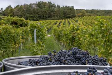 frisch geerntete trauben bei der weinlese im weinberg von wehrli weinbau