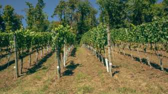 weingut-alter-berg-rebberg
