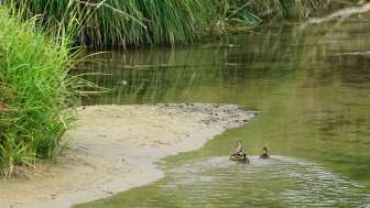 aue-chly-rhy-ufer-mit-enten