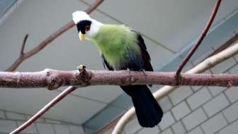 tierpark-bad-zurzach-gruener-vogel